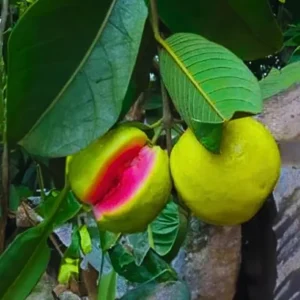 Pink Guava Tree Live Plant – 6-12 Inch Tall, Fragrant, Cold Hardy Seedling - Image 3