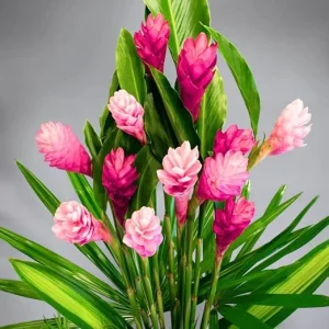 Pink Hawaiian Ginger Live Plant – 4-9 Inch Tall – Tropical Flowers for Garden - Image 2