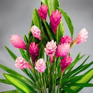 Pink Hawaiian Ginger Live Plant – 4-9 Inch Tall – Tropical Flowers for Garden - Image 1
