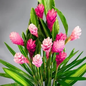 Pink Hawaiian Ginger Live Plant – 4-9 Inch Tall – Tropical Flowers for Garden - Image 7