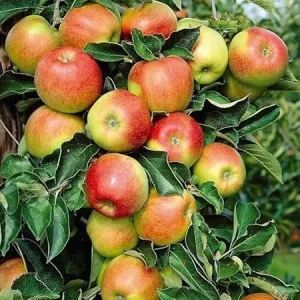 Pink Lady Apple Tree Live Plant 4-5 Ft Tall - Sweet Red Apples, Full Sun - Image 3