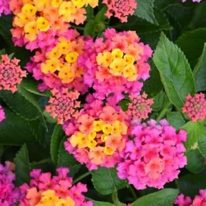 Pink Lantana Live Plant – 4 Inch Pot – Perennial Outdoor Flowers – 4-6 Inch Tall - Image 1