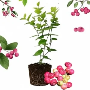 Pink Lemonade Blueberry Live Plant - 4-8 Inch Starter Bush for Garden or Patio - Image 2