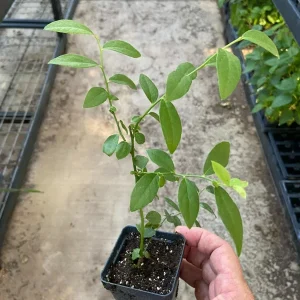 Pink Lemonade Blueberry Live Plant - Rabbiteye Vaccinium - 6-8 in Tall Outdoor Edible Fruit Bush - Image 4