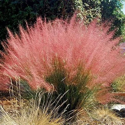 Pink Muhly Grass Live Plant, 2-Pack, 5-9" Tall, Outdoor Ornamental - Image 3