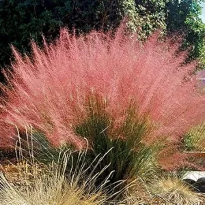 Pink Muhly Grass Live Plant, 2-Pack, 5-9