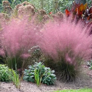 Pink Muhly Grass Live Plant - Muhlenbergia Capillaris Ornamental Grasses 5-8" Tall Outdoor Perennial - Image 1