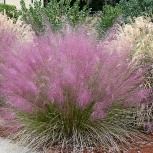 Pink Muhly Grass Live Plant - Muhlenbergia Capillaris Ornamental Grasses 5-8" Tall Outdoor Perennial - Image 2