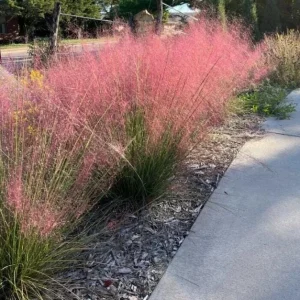 Pink Muhly Grass Live Plant - Muhlenbergia Capillaris Ornamental Grasses 5-8