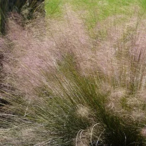Pink Muhly Grass Live Plant - Muhlenbergia Capillaris Ornamental Grasses 5-8