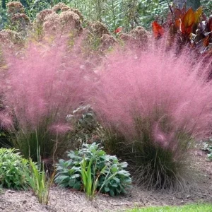 Pink Muhly Grass Live Plant - Muhlenbergia Capillaris Ornamental Grasses 5-8