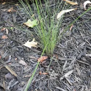 Pink Muhly Grass Live Plant - Muhlenbergia Capillaris Ornamental Grasses 5-8