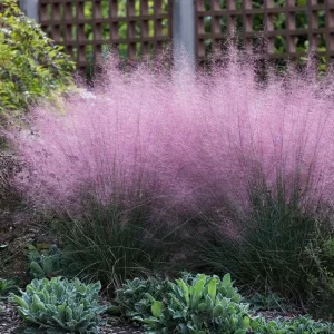 Pink Muhly Grass Live Plant – Set of 2 – 5-9" Tall – Hardy Ornamental Grasses - Image 1