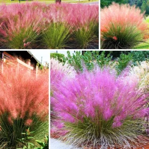 Pink Muhly Grass Live Plants - 2 Pack, Ornamental Garden Perennial, 5-9 Inch - Image 3