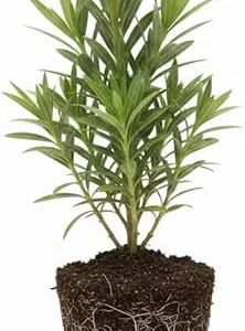Pink Oleander Live Plant – 5 to 7 Inches Tall – Flowering Outdoor Shrub - Image 1