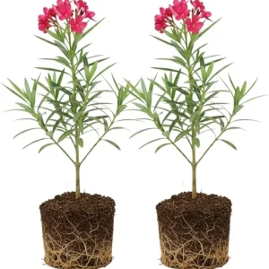 Pink Oleander Live Plants - 2-Pack, 4-8" Tall Starter Shrubs for Outdoor - Image 2