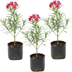Pink Oleander Live Plants - 3 Pack, 4-7” Tall Flowering Shrub for Outdoors - Image 2