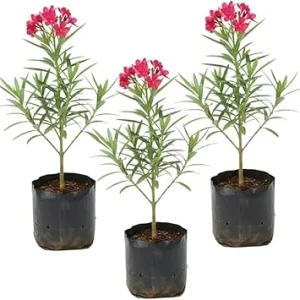 Pink Oleander Live Plants - 3 Pack, 4-7” Tall Flowering Shrub for Outdoors - Image 7