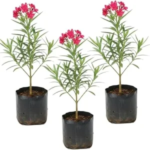 Pink Oleander Live Plants - 3 Pack, 4-7” Tall Flowering Shrub for Outdoors - Image 1