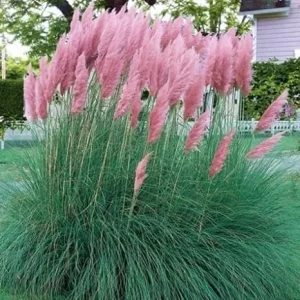 Pink Pampas Grass Live Plants - 2 Pack, 5-9" Tall Ornamental Outdoor - Image 1