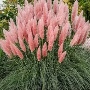Pink Pampas Grass Live Plants - 2 Pack Ornamental Grass, Perennial, 2.5 Inch Pot - Image 2