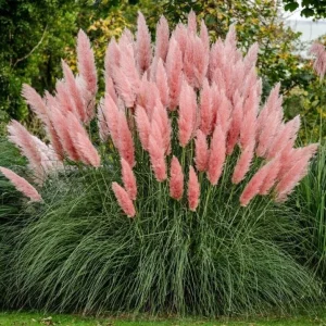 Pink Pampas Grass Plant Cortaderia Selloana Rosea Starter Live Plant 5-9 Inch Tall Perennial Ornamental Grass - Image 4