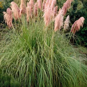 Pink Pampas Grass Plant Cortaderia Selloana Rosea Starter Live Plant 5-9 Inch Tall Perennial Ornamental Grass - Image 7