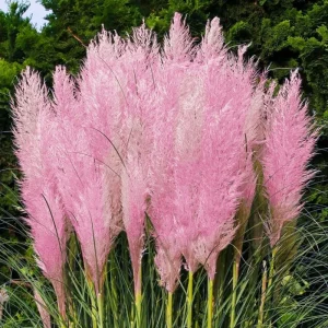 Pink Pampas Grass Plant Cortaderia Selloana Rosea Starter Live Plant 5-9 Inch Tall Perennial Ornamental Grass - Image 1