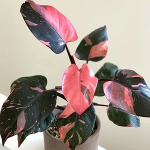 Pink Philodendron Live Plant, 4-9" Tall, Tropical Houseplant for Indoor Decor - Image 1
