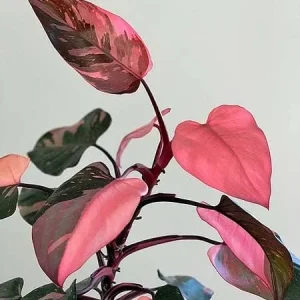 Pink Philodendron Live Plant – Rare Indoor Houseplant – 5-9 inches Tall - Image 1