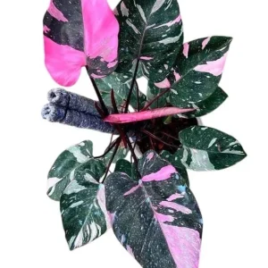 Pink Princess Philodendron Live Plant – Vibrant Variegated Houseplant 5-8" Tall - Image 2
