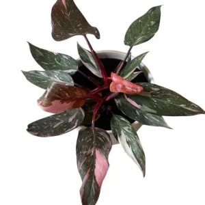 Pink Princess Philodendron Live Plant – Vibrant Variegated Houseplant 5-8