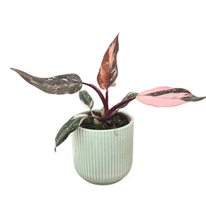Pink Princess Philodendron Live Plant – Vibrant Variegated Houseplant 5-8