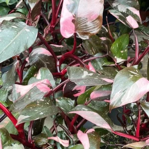 Pink Princess Philodendron Live Plant – Vibrant Variegated Houseplant 5-8