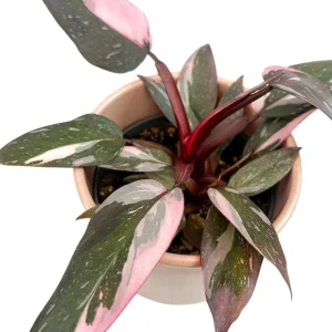 Pink Princess Philodendron Live Plant – Vibrant Variegated Houseplant 5-8