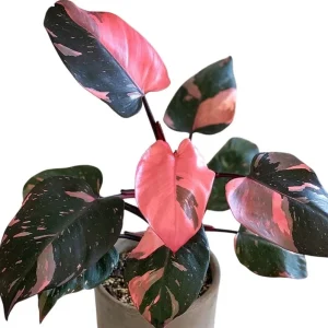 Pink Princess Philodendron Live Plant – Vibrant Variegated Houseplant 5-8" Tall - Image 1