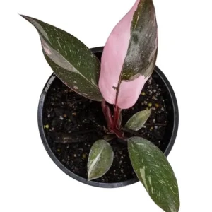 Pink Princess Philodendron Live Plant – Vibrant Variegated Houseplant 5-8