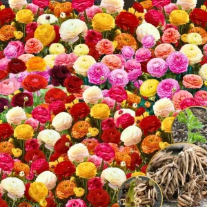 Pink Ranunculus Bulbs - 25 Pack for Planting - Peony Buttercup Flowers - Image 6