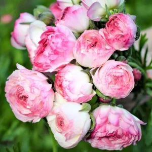 Pink Ranunculus Bulbs - 25 Pack for Planting - Peony Buttercup Flowers - Image 7