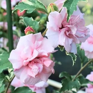 Pink Rose of Sharon Live Plant – Hardy Hibiscus Shrub, 4 Inch Pot, Althea Hibiscus Syriacus - Image 6