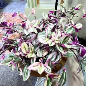 Pink Wandering Jew Live Plant – Vining Houseplant – 2.5 Inch Pot – Indoor/Outdoor - Image 4