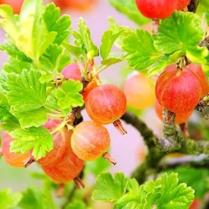 Pixwell Gooseberry Live Plant – Fruit Shrub Starter – 5-9 Inch Tall - Image 7