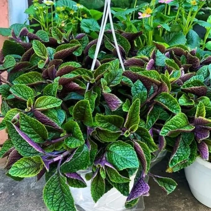 Plectranthus Purple Swedish Ivy Live Plant, 4 Inch Pot, Indoor Houseplant - Image 3