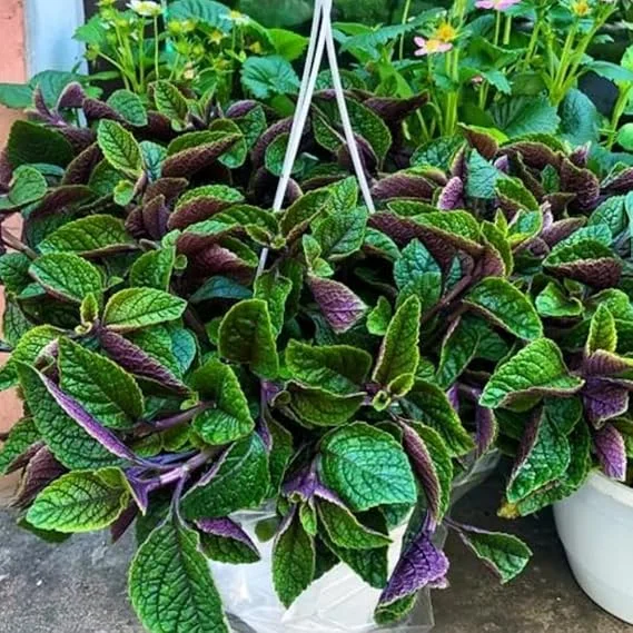 Plectranthus Purple Swedish Ivy Live Plant, 4 Inch Pot, Indoor Houseplant - Image 7
