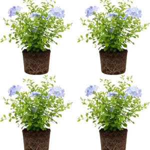 Plumbago Live Plants Set of 4, 4-6'' Tall, Blue Flowers, Outdoor Shrub - Image 2