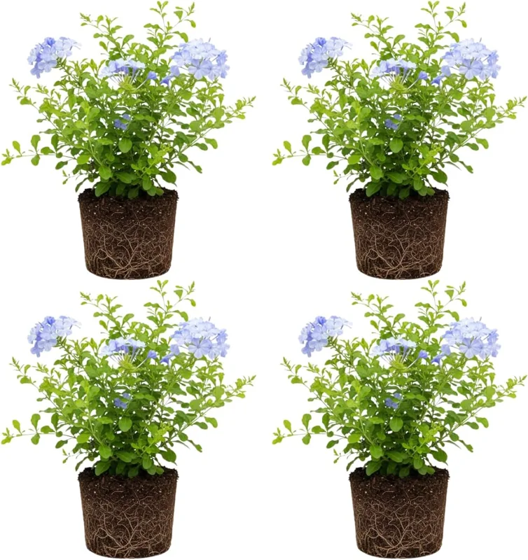 Plumbago Live Plants Set of 4, 4-6'' Tall, Blue Flowers, Outdoor Shrub - Image 2