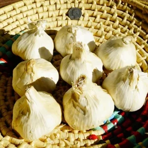 Polish Garlic Bulbs 1/2-10lbs - Fresh Organic Heirloom Hardneck for Planting or Eating - Image 2