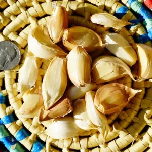Polish Garlic Bulbs 1/2-10lbs - Fresh Organic Heirloom Hardneck for Planting or Eating - Image 3