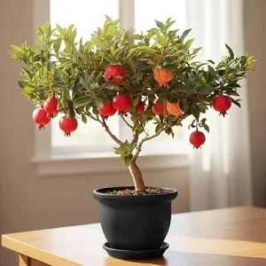 Pomegranate Tree Live Plant, 8-12 Inch Sweet Fruit Bearing, Outdoor - Image 5