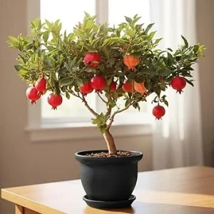 Pomegranate Tree Live Plant, 8-12 Inch Sweet Fruit Bearing, Outdoor - Image 7